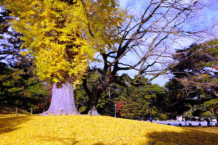 Ginkgo tree