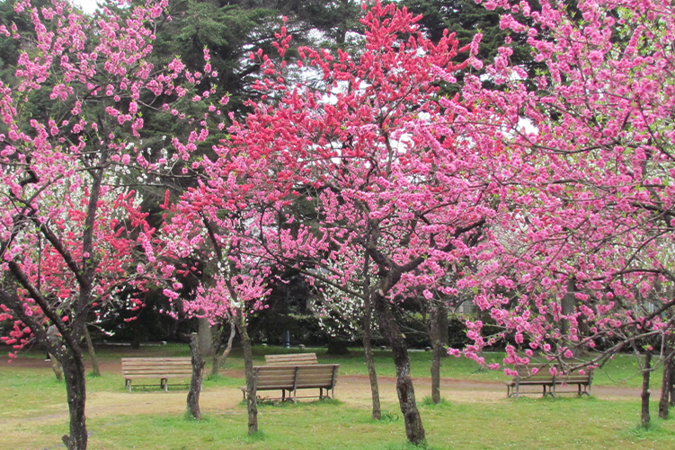 Japanese apricot tree