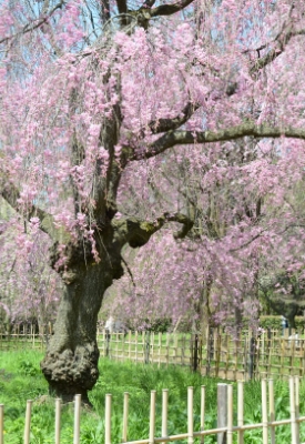[High School] Famous and Giant Trees in Kyoto Gyoen