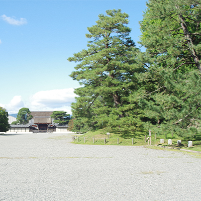 Pine tree of the Gyokado