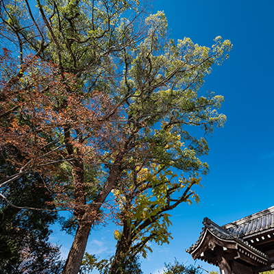 Camphor tree inside Imadegawa Gate