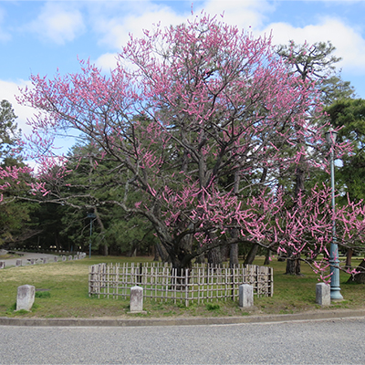 Kurokinoume plum tree