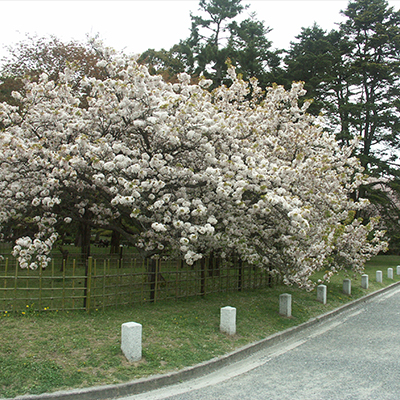 Kuruma-gaeshi-zakura cherry