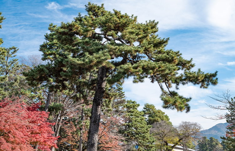 Trees of Historical Interest from Nobles’ Residences