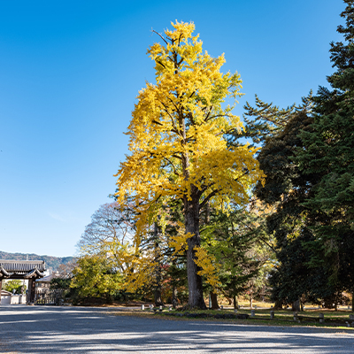 Ginkgo of the residence of Rinkyuji Temple monks