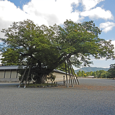 Muku tree (Aphananthe aspera) of the Shimizudani Residence