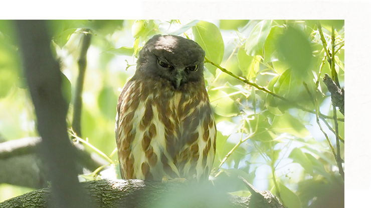 Brown hawk-owl (Ninox scutulata)