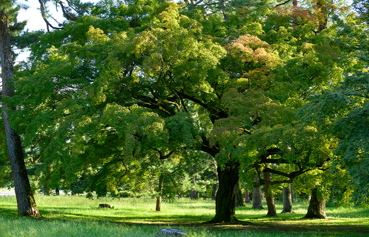 Rich forest ecosystem