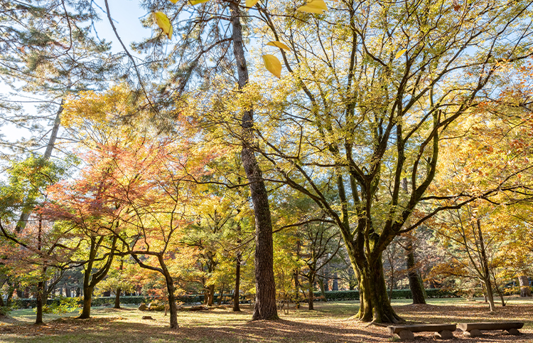Potential natural vegetation of Kyoto