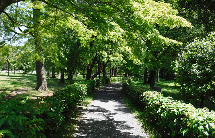 Tree-shaded Path