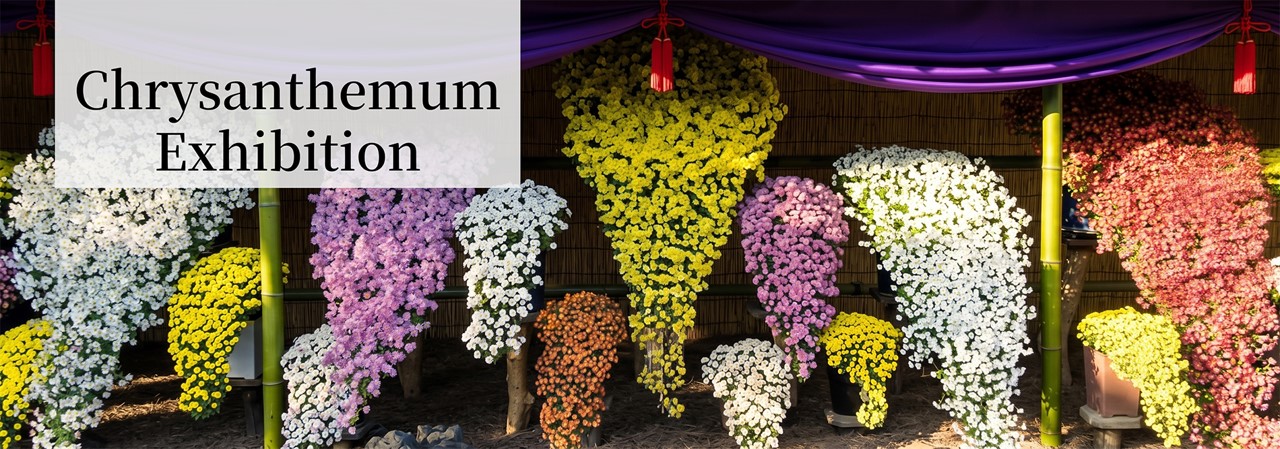 Chrysanthemum Exhibition