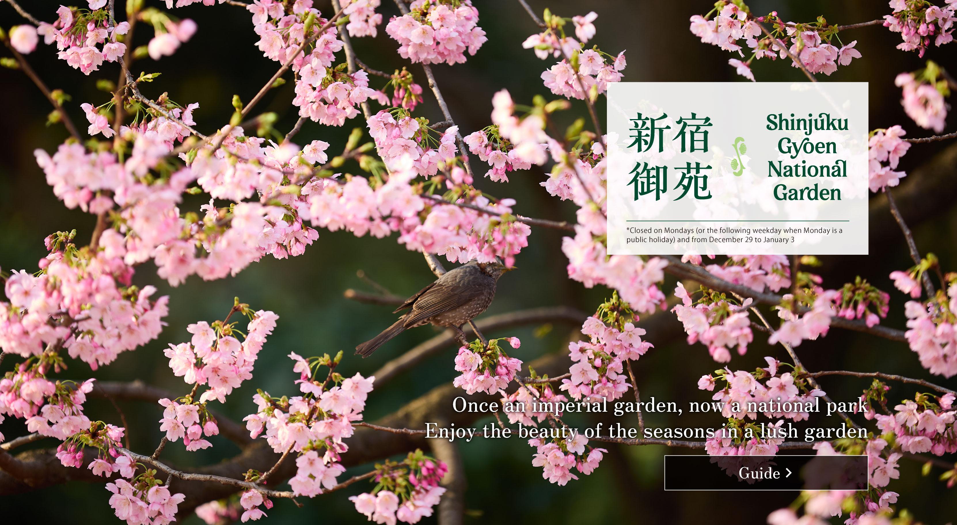 Aerial view of Shinjuku Gyoen National Garden. Closed Mondays (or the next following weekday if Monday is a holiday) and New Year holidays. Click for the Visitor Guide.