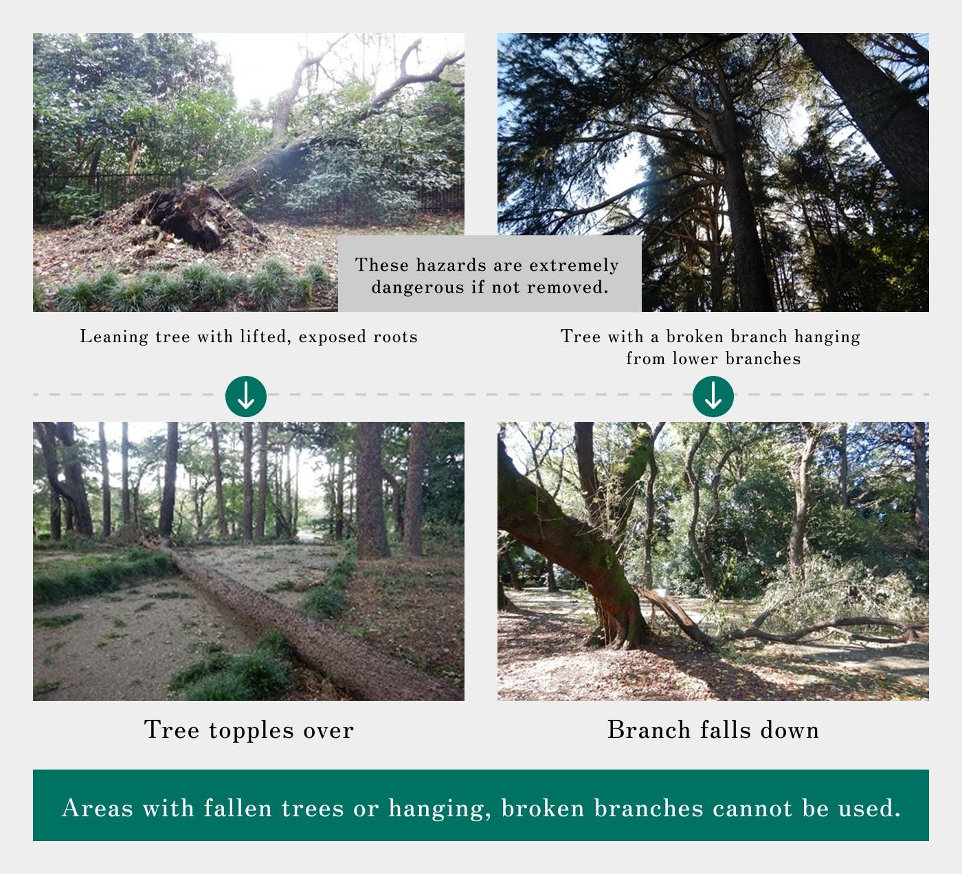 Illustration of hazardous trees and countermeasures. Examples include leaning trees with uplifted roots and hanging broken branches. These pose risks of falling or dropping branches if left unaddressed. Areas with fallen or broken trees will be closed to the public.