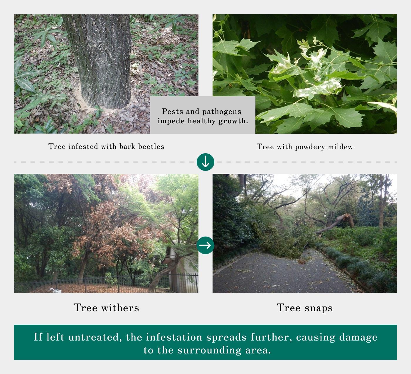 Illustration of pest and disease-infected trees and countermeasures. Examples include trees infested with bark beetles or powdery mildew. These pests and pathogens hinder healthy growth, leading to withering or breaking. If untreated, the damage may spread to surrounding trees.