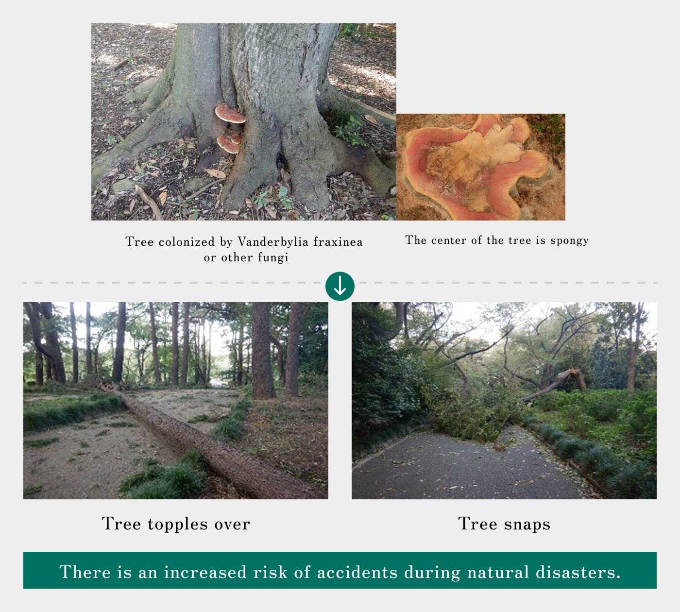 Illustration of wood-decay fungi (mushrooms) on trees and countermeasures. Examples include trees with Ganoderma lucidum (reishi) or similar fungi. Decay makes the trunk hollow and fragile, increasing the risk of falling. Leaving them unaddressed raises the danger of accidents during natural disasters.