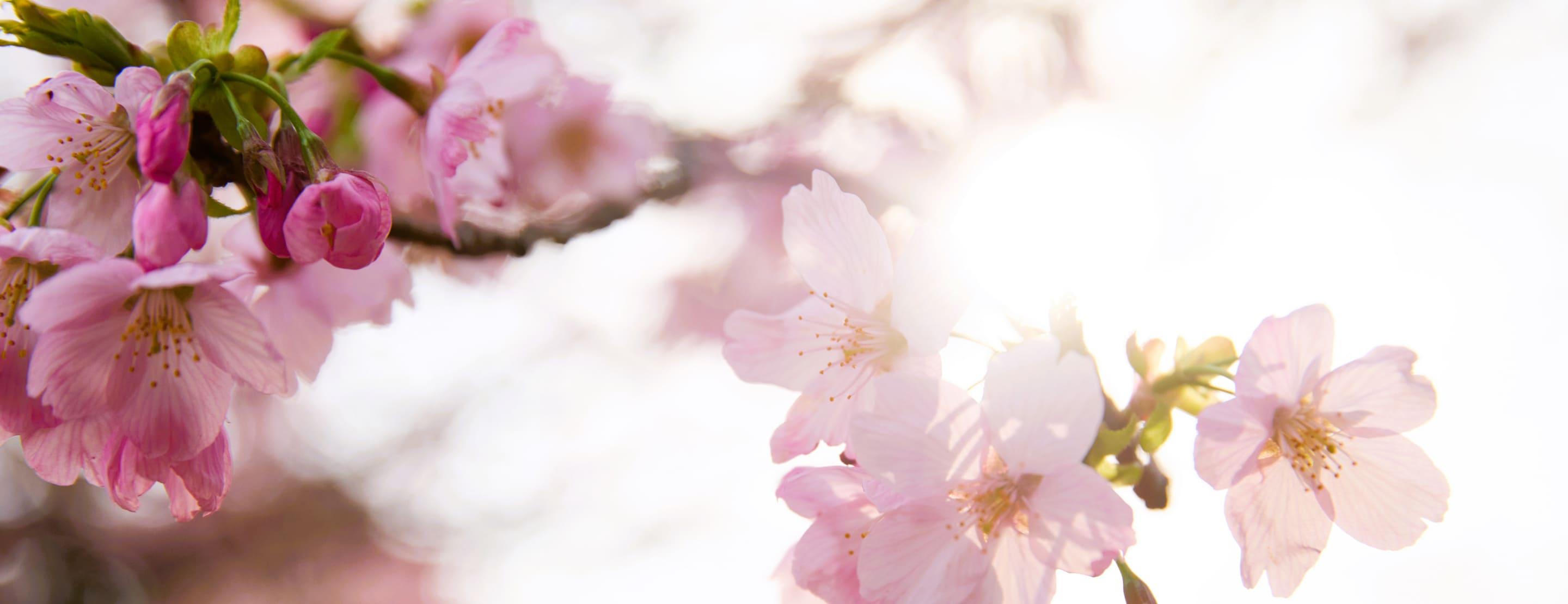 [写真]新宿御苑内の桜が満開の時期の様子。目の前に満開の桜が広がっています。