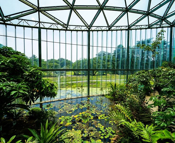 [写真]温室の中からガラス越しに外を眺めた様子。館内に、様々な植物が展示されています。