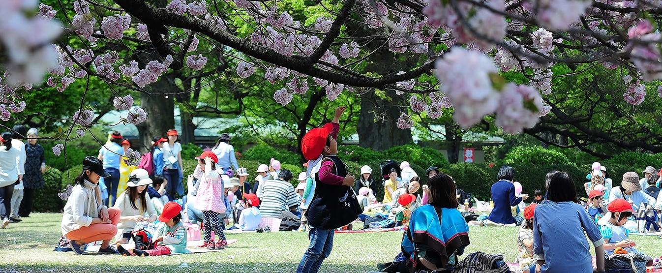 [写真]桜の時期の風景式庭園で多くの来園者がお花見を楽しんでいます。小さな子供が上を向いて満開の桜を眺めています。