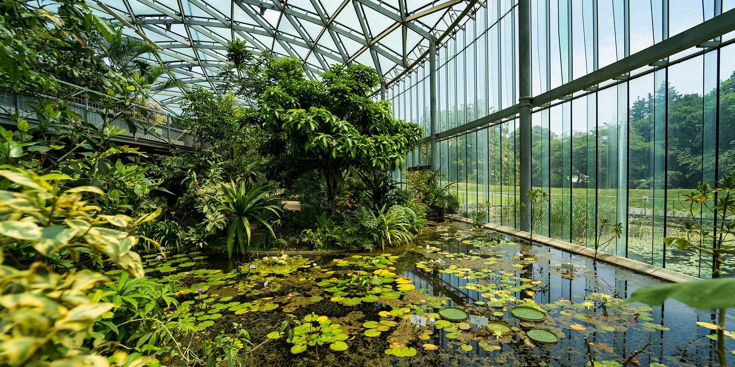 [写真]温室の中央にある熱帯池沼の植物コーナーの様子。オオオニバスや熱帯性スイレンの展示などを行っています。