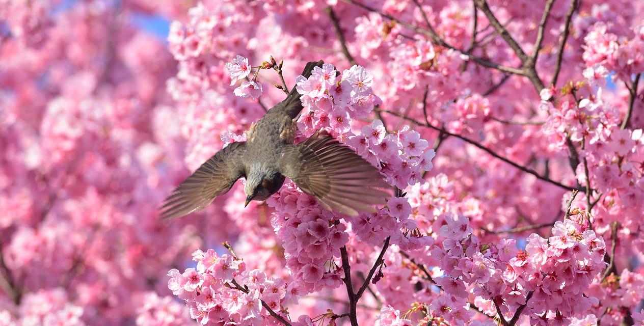 [写真]満開の桜の枝に止まっていたヒヨドリが飛び立とうとしている様子。