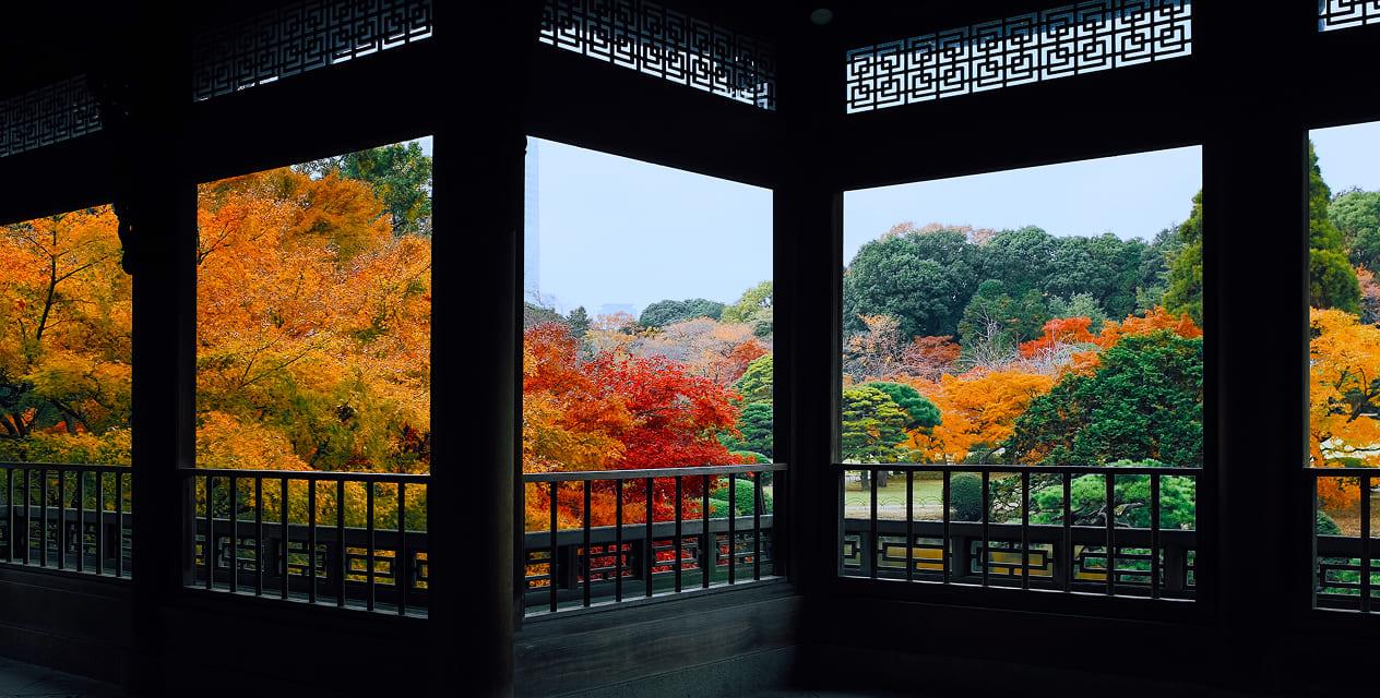 [写真]新宿御苑の紅葉の様子。紅葉した木々が鮮やかです。