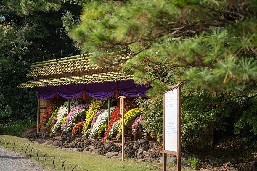 [写真]日中の菊花壇展の様子。色とりどりの多輪咲きの菊が展示されています。