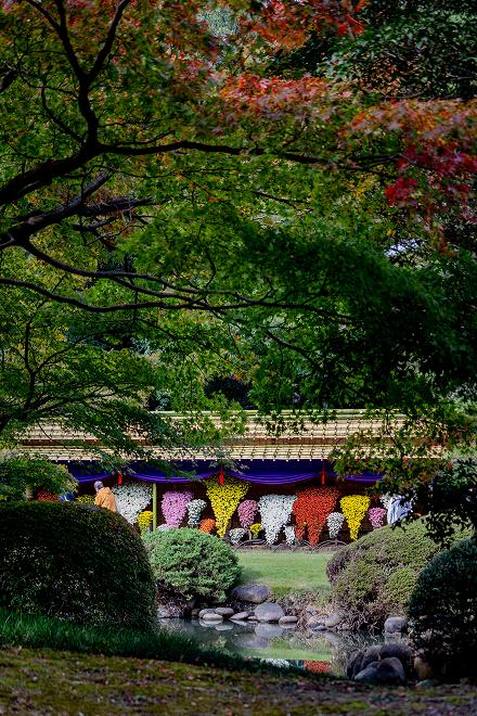 [写真]菊花壇展で展示されている『懸崖作り』の花壇です。切り立った断崖の岩間から、野菊が力強く垂れ下がって咲く自生の姿を模しています。
