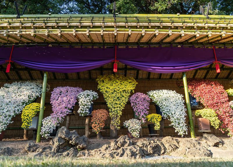 [写真]菊花壇展で展示されている懸崖作り花壇。野菊が断崖の岩間から垂れ下がって咲く姿を模しています。