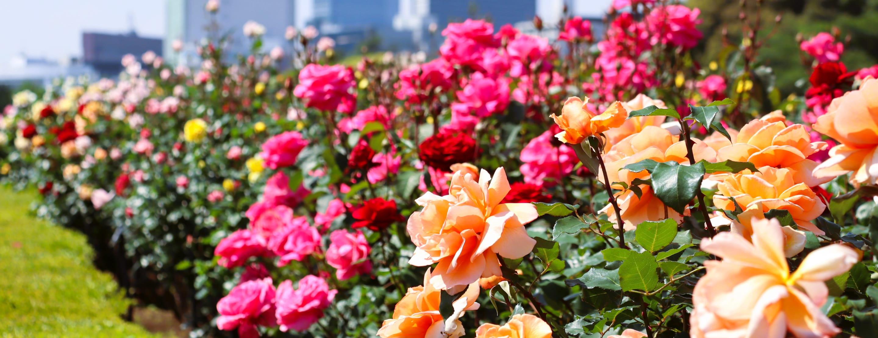 [Photo] The rose beds in the Formal Garden are in full bloom. A vibrant palette of pink, red, and orange roses fills the air with color and fragrance.