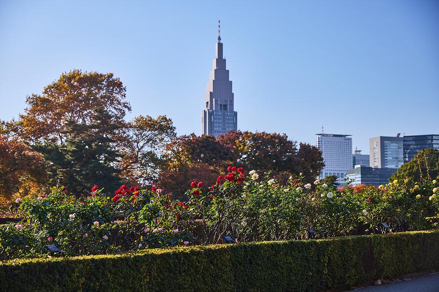 [Photo] The rose beds in the Formal Garden are in full bloom. A vibrant palette of pink, red, and orange roses fills the air with color and fragrance.