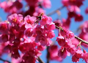 [Photo] Kanzakura flower