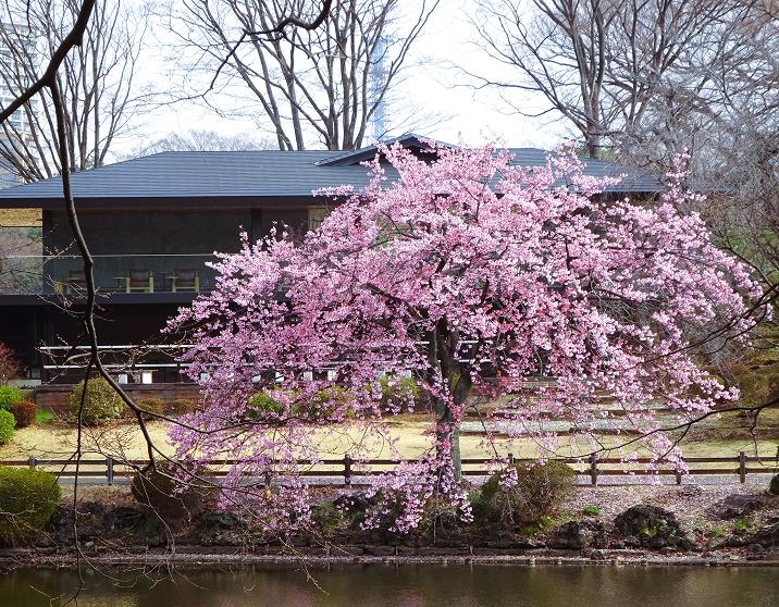 [Photo] Kanzakura Tree