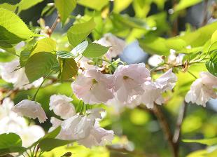 [Photo] Ichiyo flower