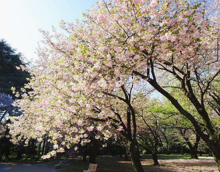 [Photo] Ichiyo Tree