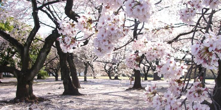[Photo] A view of the cherry blossoms in full bloom in Shinjuku Gyoen. The cherry blossoms are in full bloom.