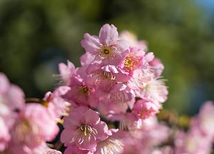 [Photo] Jugatsu-zakura flower