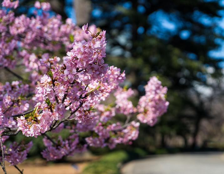 [Photo] Jugatsu-zakura Tree