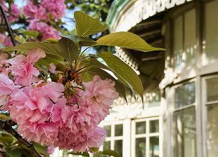 [Photo] Kanzan flower