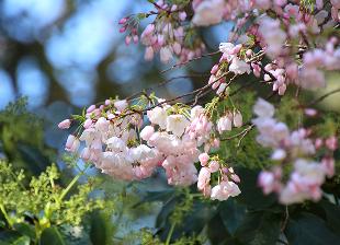 [Photo] Somei yoshino flower