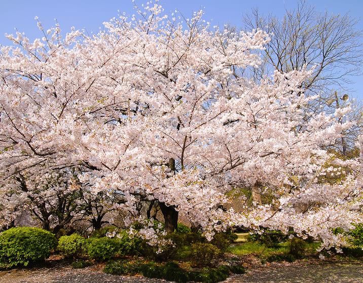 [Photo] Somei yoshino Tree