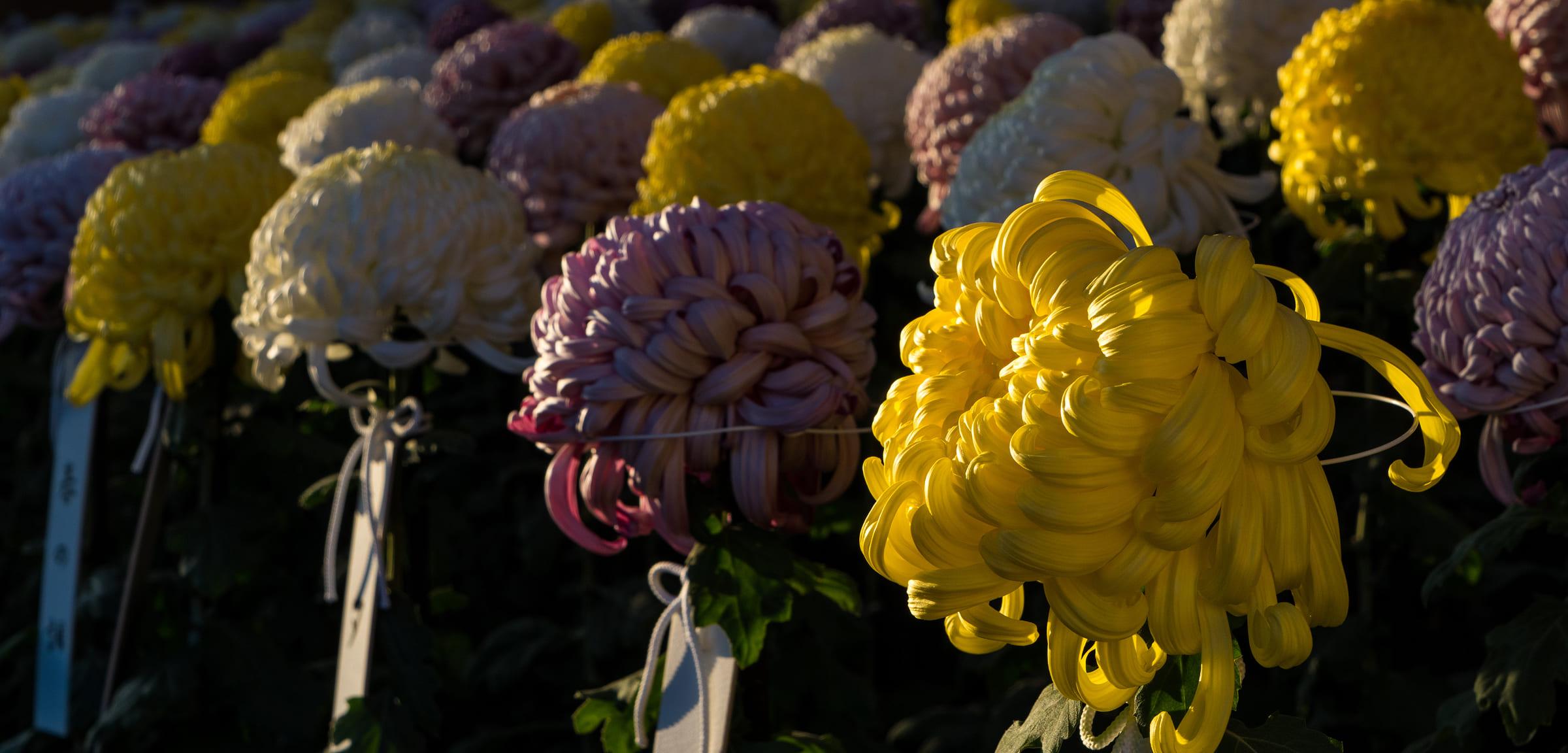 [写真]菊花壇展の菊のアップ