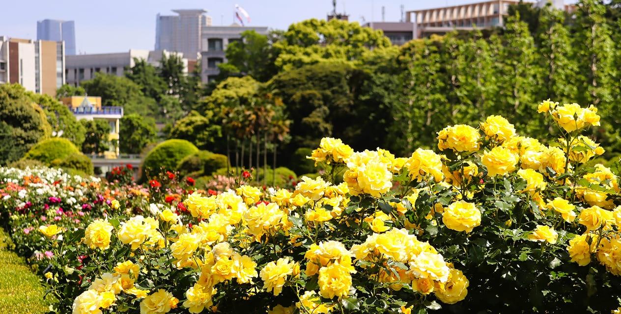 [写真]春の整形式庭園のバラ花壇に鮮やかなバラが咲き誇っています。