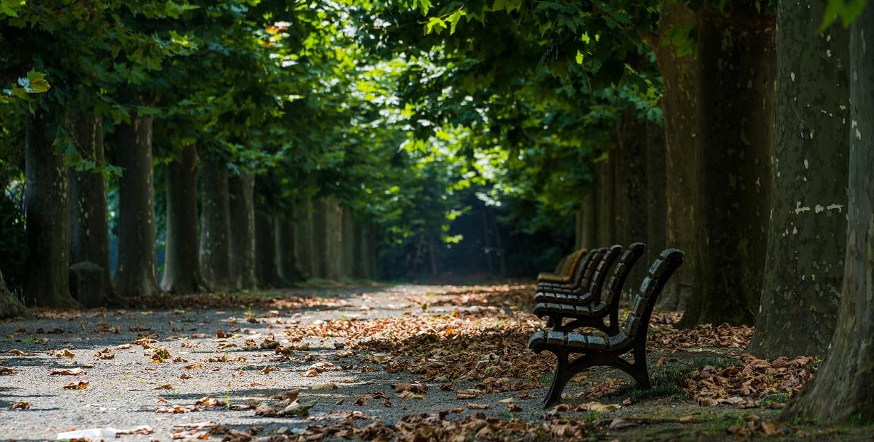 [写真]夏の整形式庭園では、プラタナス並木道が大きな影を落とし、ベンチが心地よい日陰になっています。