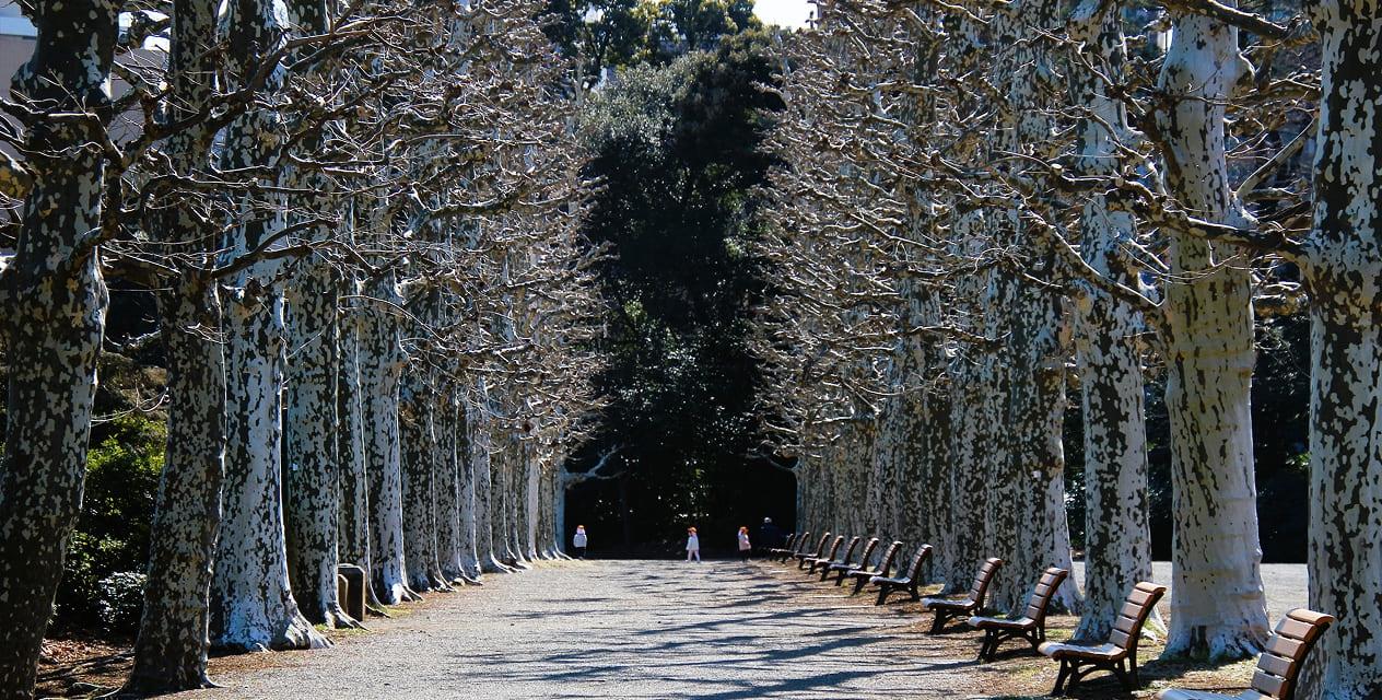 [写真]冬,整形式庭園のプラタナス並木はすっかり葉を落とし、静かな冬の装いを見せています。