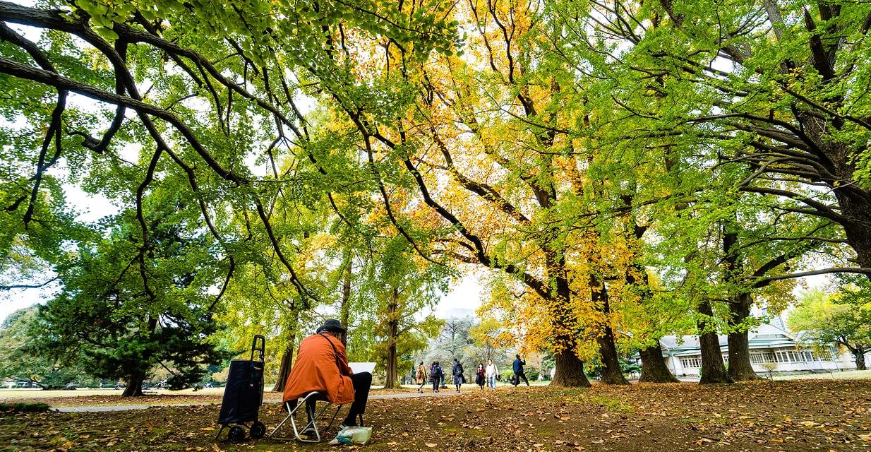 [写真]秋の風景式庭園では、イチョウが鮮やかな黄金色に染まり、足元には落ち葉が敷き詰められています。その中をゆったりと散策する人や、キャンバスに向かってスケッチを楽しむ人々の姿が見られます。