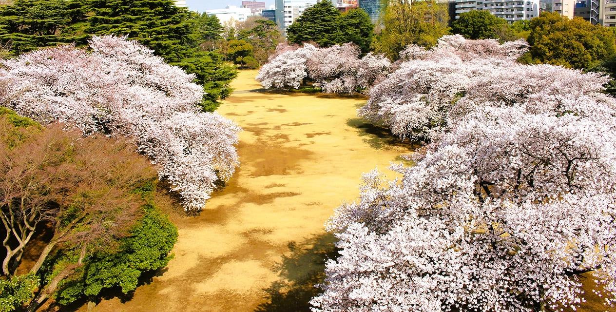 [写真]春の風景式庭園では、広々とした芝生の上に満開の桜がどこまでも広がっています。