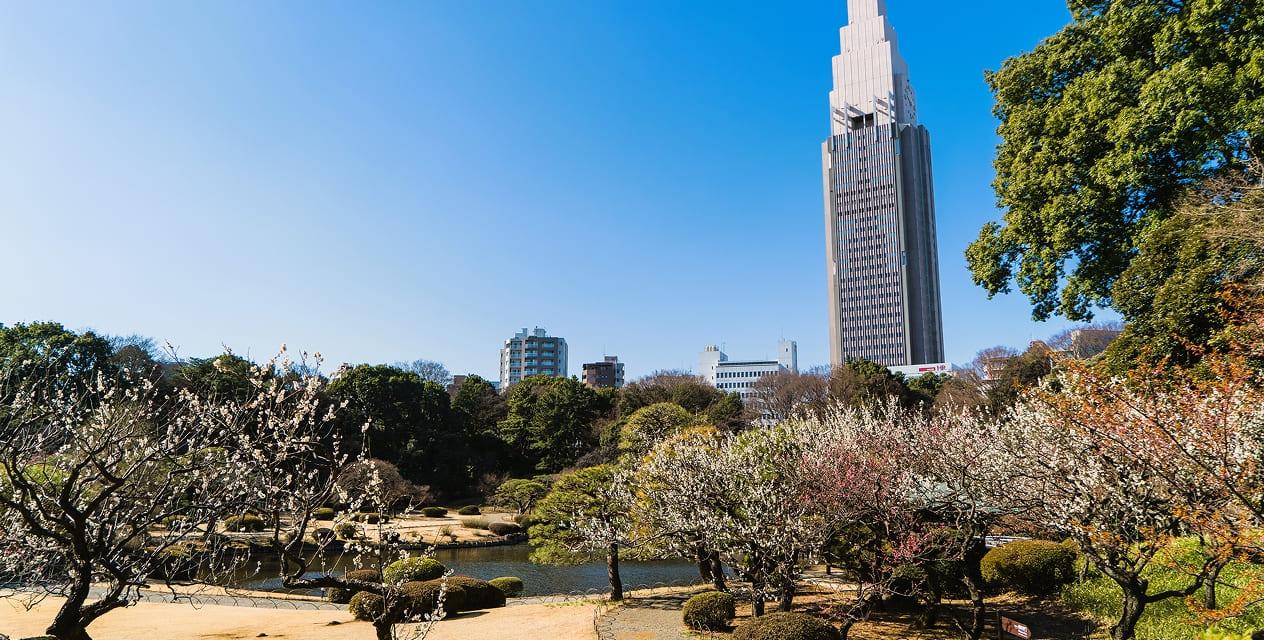 [写真]春の訪れとともに、日本庭園のあちこちで梅の花が美しく咲いています。