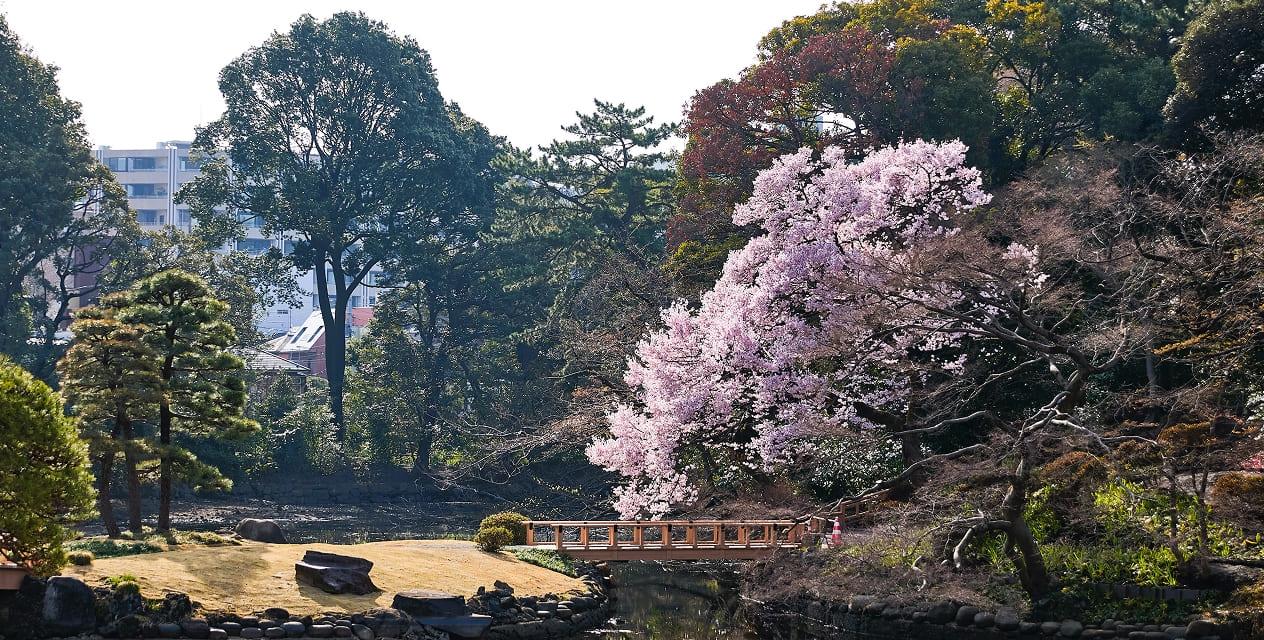 [写真]春の玉藻池のほとりに、一本のタカトオコヒガンが満開の花を咲かせ、水辺を彩っています。