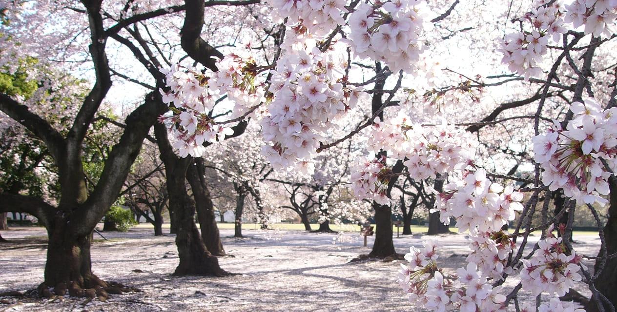 [写真]桜園地では淡いピンク色の桜が満開を迎え、うららかな春の日差しに包まれています。