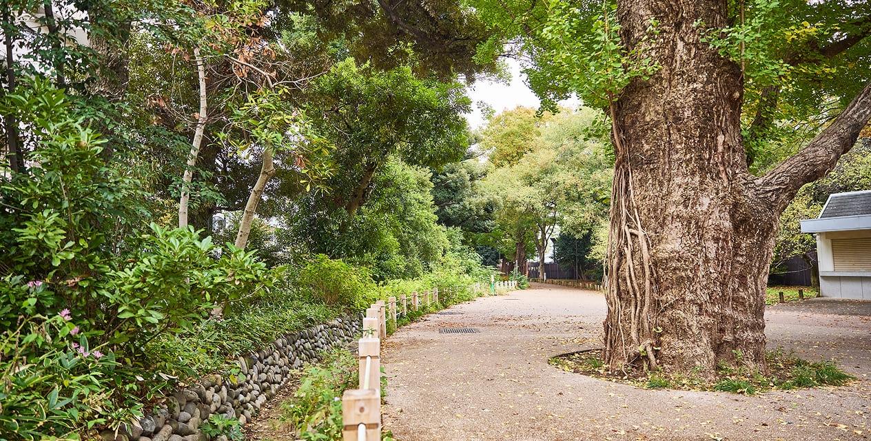 [写真]散策路のすぐ脇を、玉川上水の穏やかな流れが並走しています。
